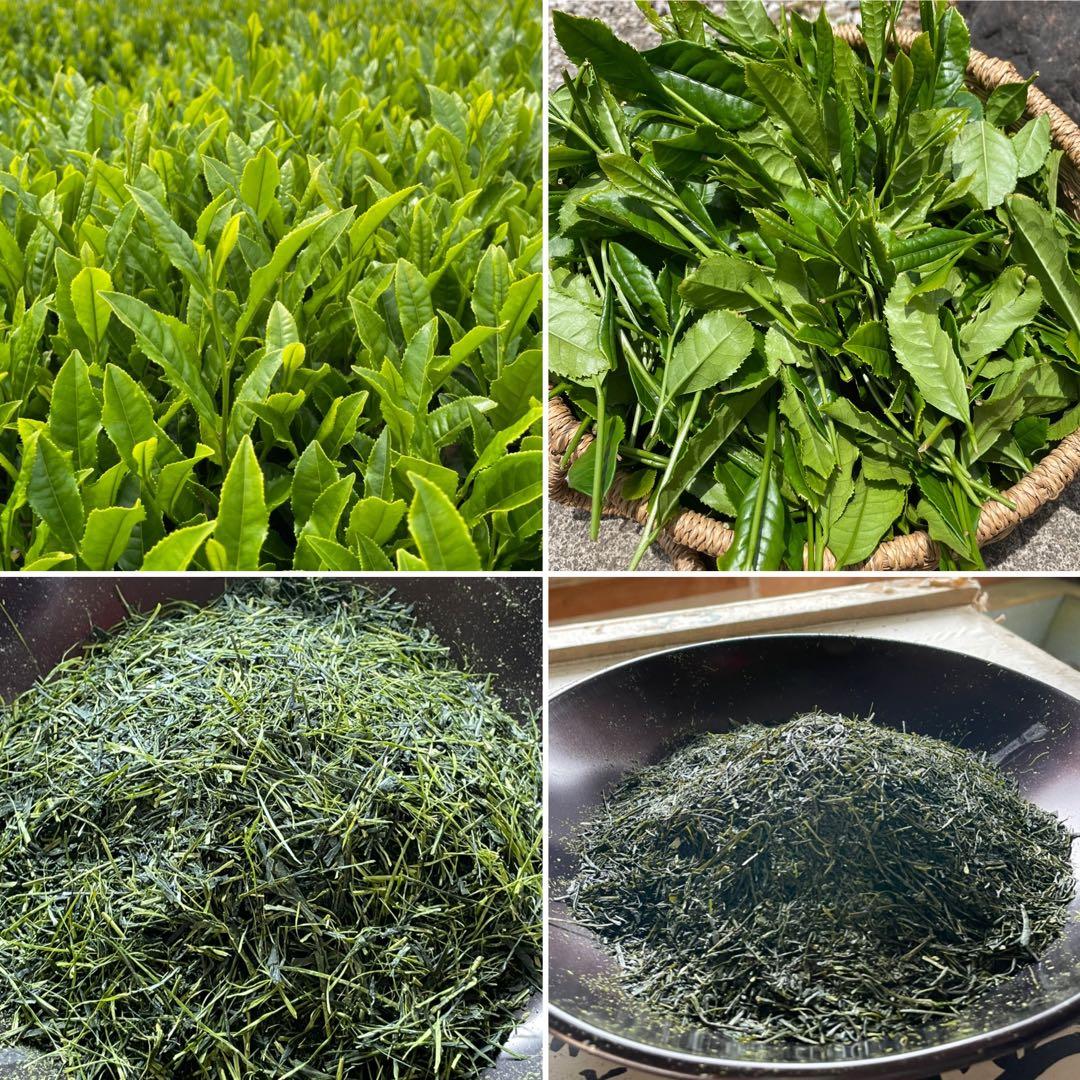 【専用】新茶☆煎茶x66本(令7年産)一番茶☆深蒸し緑茶☆日本茶☆お茶☆狭山茶
