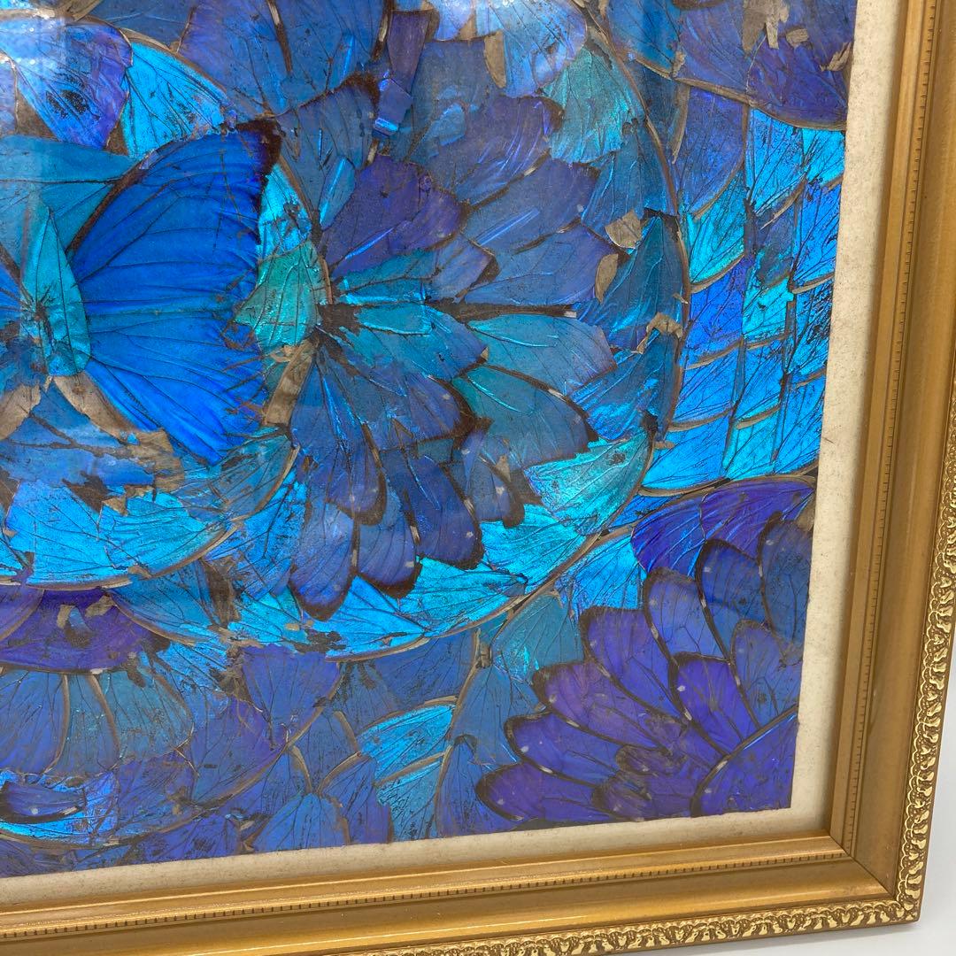 【レア】　モルフォ蝶　アート　標本　芸術　コレクション　美術　絵　昆虫 13上