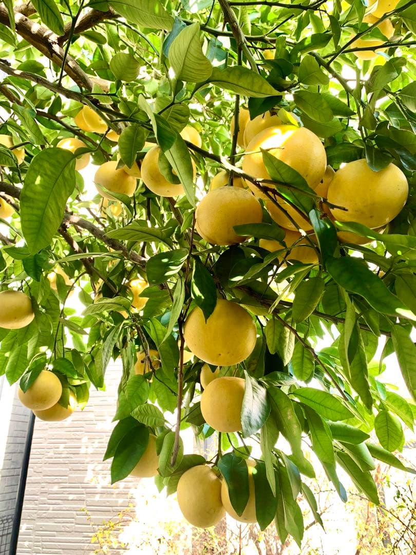 グレープフルーツ　国産