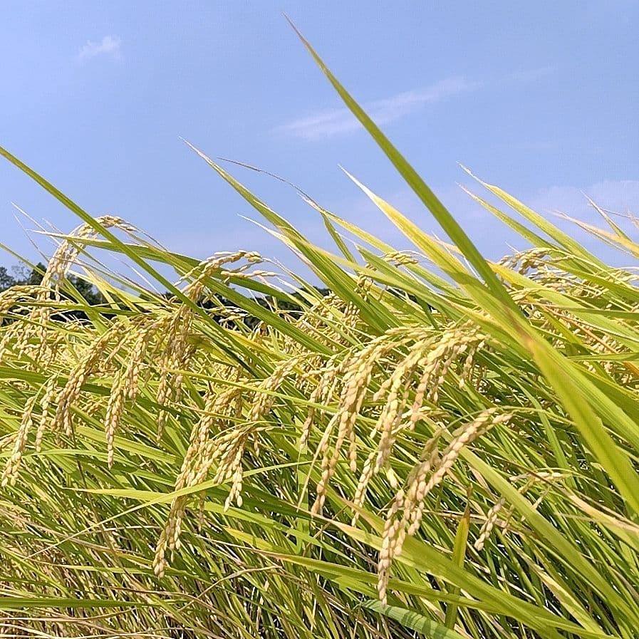 令和7年産 茨城県産 コシヒカリ 白米 精米代込み 10Kg 10キロ b