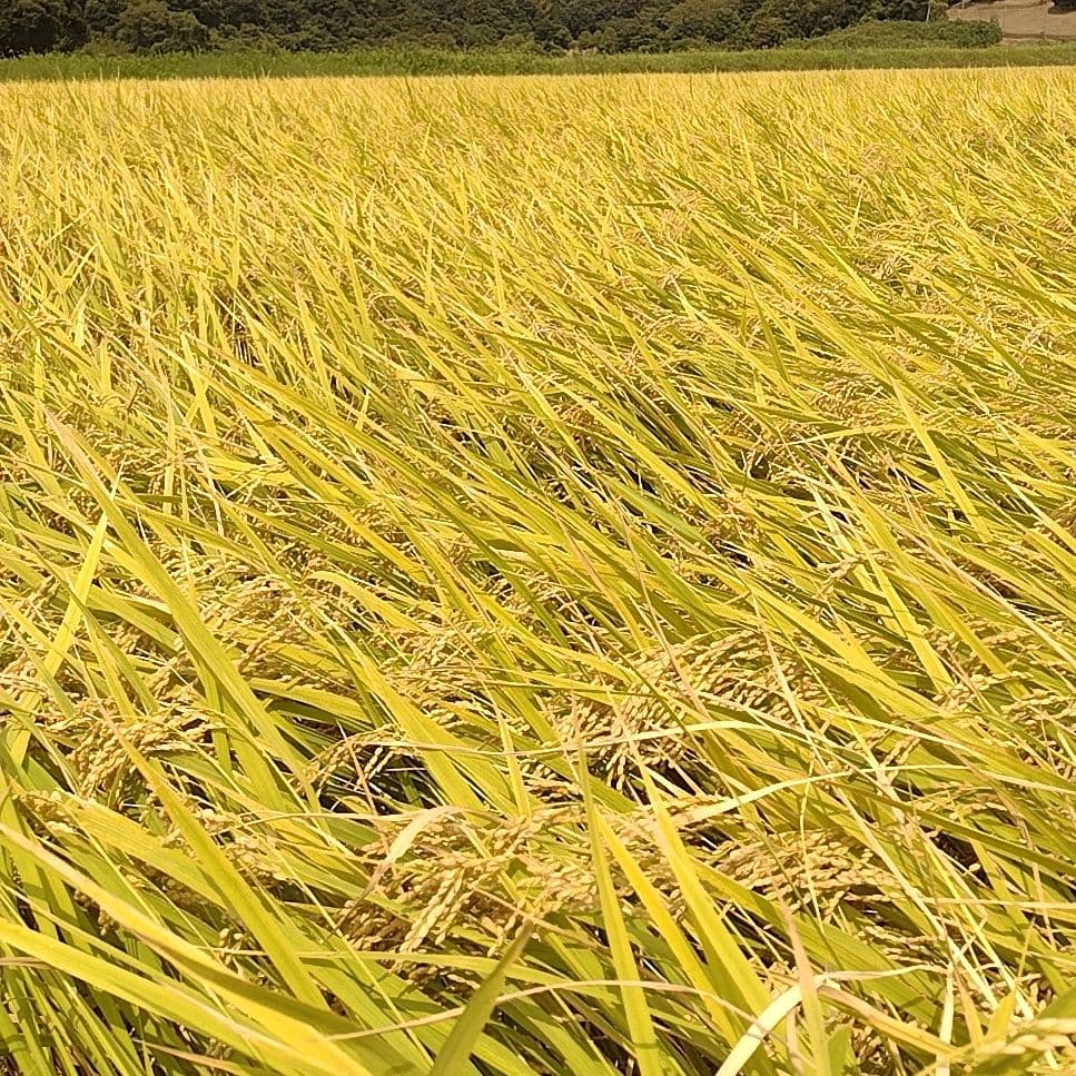 令和7年産 茨城県産 コシヒカリ 白米 精米代込み 10Kg 10キロ b