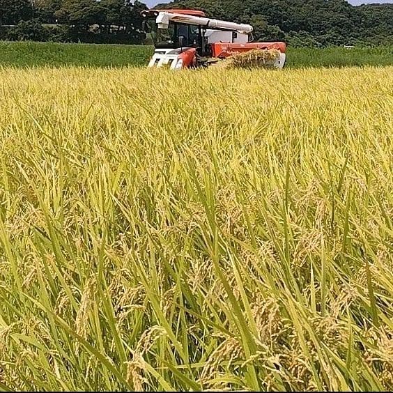 令和7年産 茨城県産 コシヒカリ 白米 精米代込み 10Kg 10キロ b