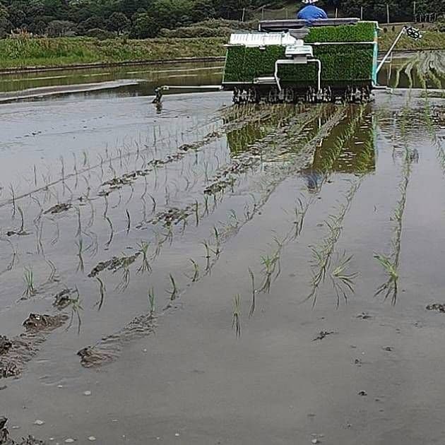 令和7年産 茨城県産 コシヒカリ 白米 精米代込み 10Kg 10キロ b