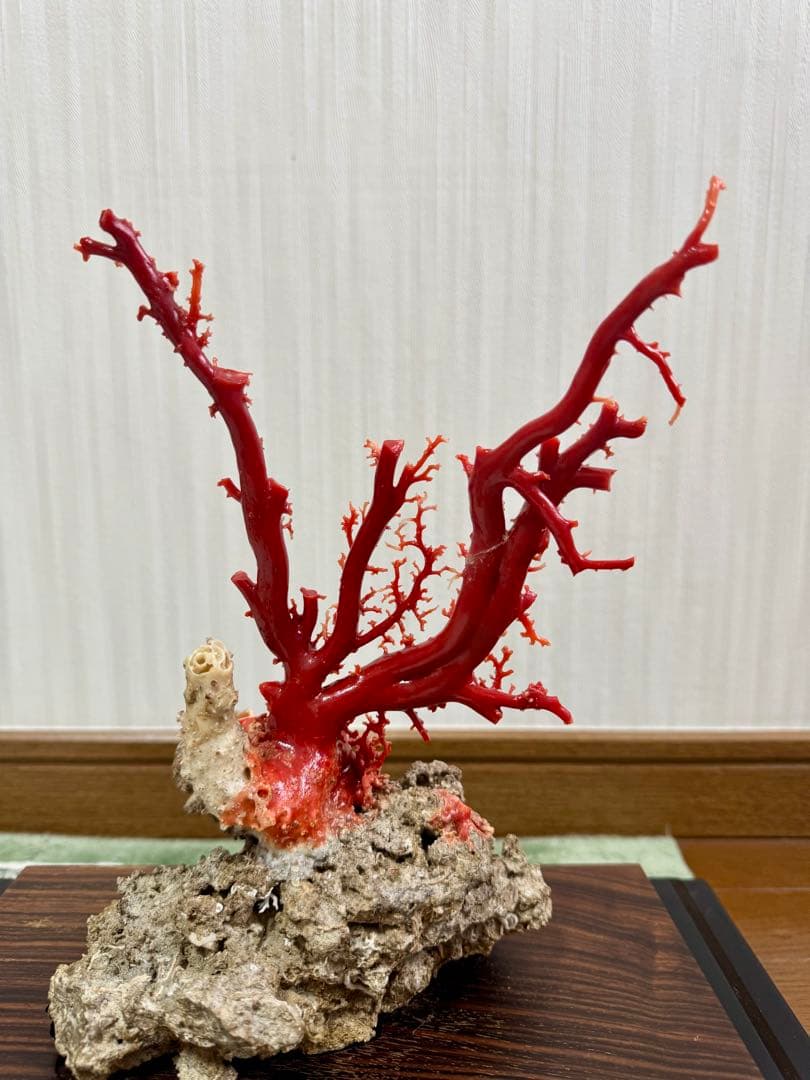 希少！＊血珊瑚＊天然 原木 サンゴ オブジェ 置物