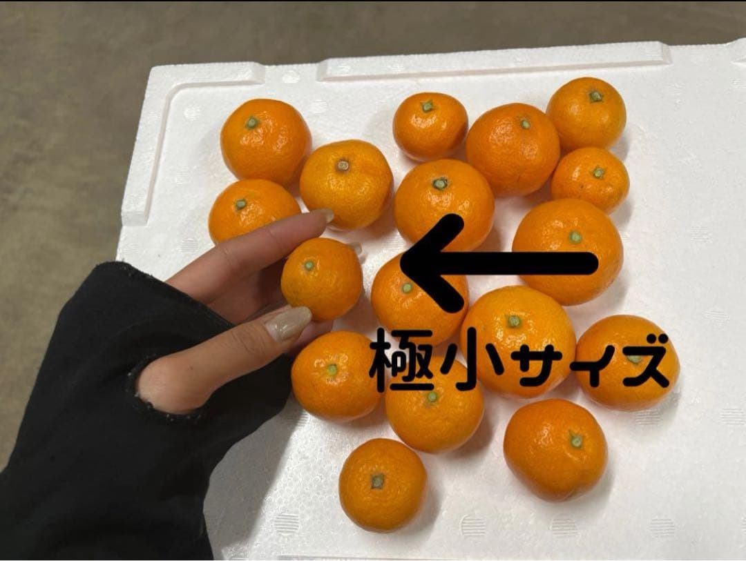 10キロも♪大坊みかん♪3Sサイズ♪
