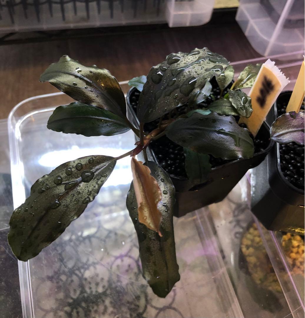 陰性水草の王様的存在【ブセファランドラ】Ghost 2016