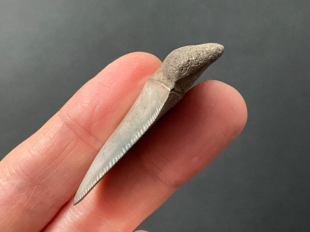 サメの歯 ホホジロザメ [GR228] 化石 希少 レア