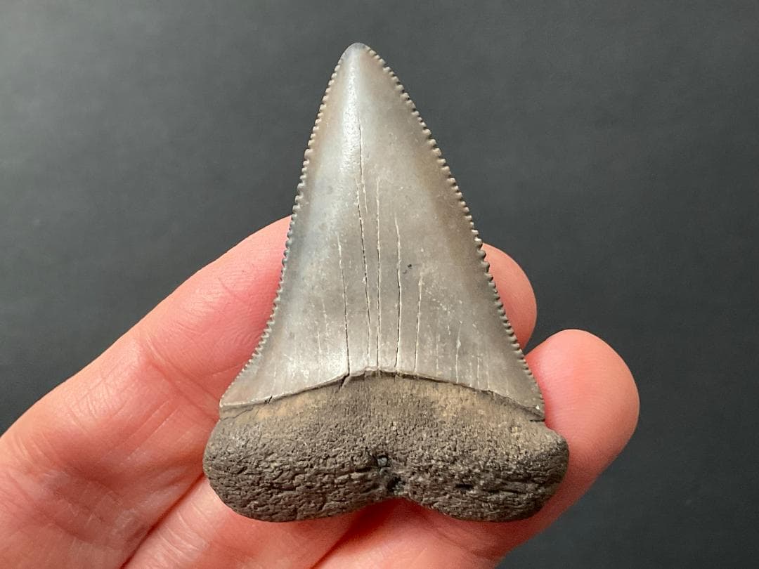 サメの歯 ホホジロザメ [GR228] 化石 希少 レア