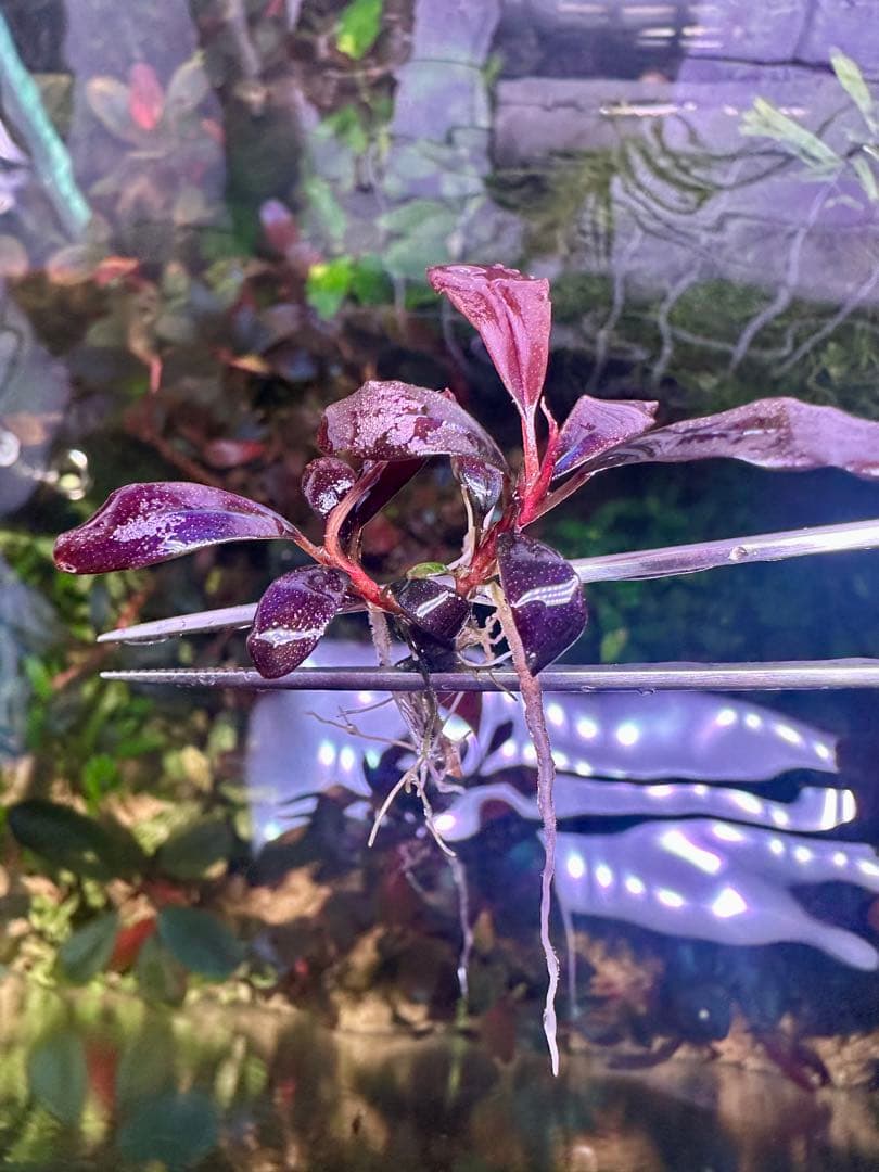 ブセファランド ラ sp.ブラウニーゴーストカリマンタン　2株