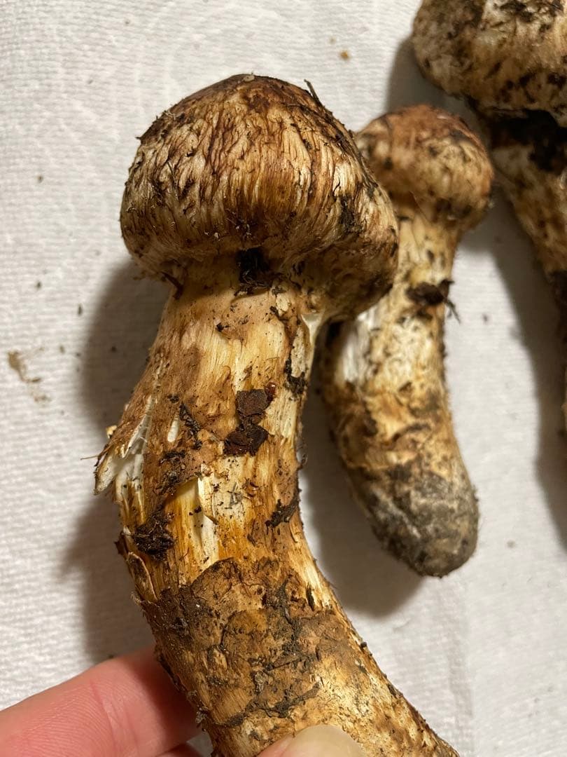 10月19日 訳あり岩手県産松茸 232g