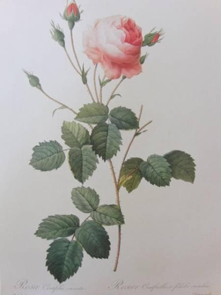 Pierre-Joseph Redout、The Roses46、希少画集画