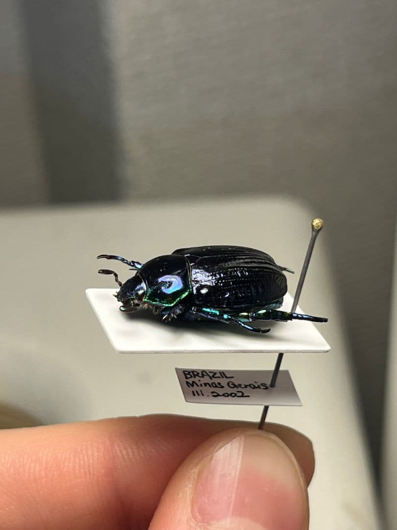 【18mm】Pelidnota sumptuosa プラチナコガネ コガネ標本