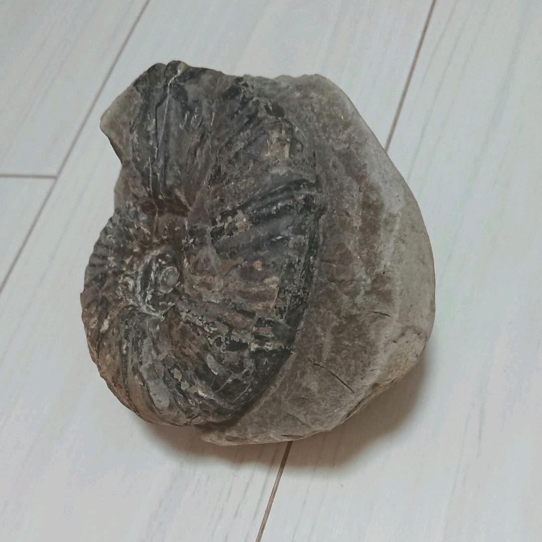 希少 アンモナイト 化石 入手困難 美品 本物