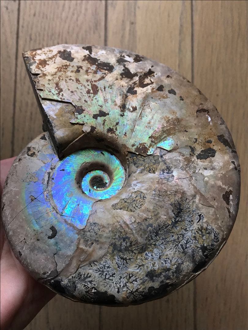 【わた】マダガスカル産　アンモナイト化石青（ビューダンティセラス）大サイズ