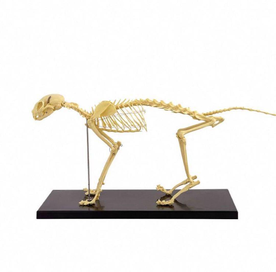 猫全身骨格模型 解剖学標本 W47×L23×H32cm　ペットケアにも！獣医推薦