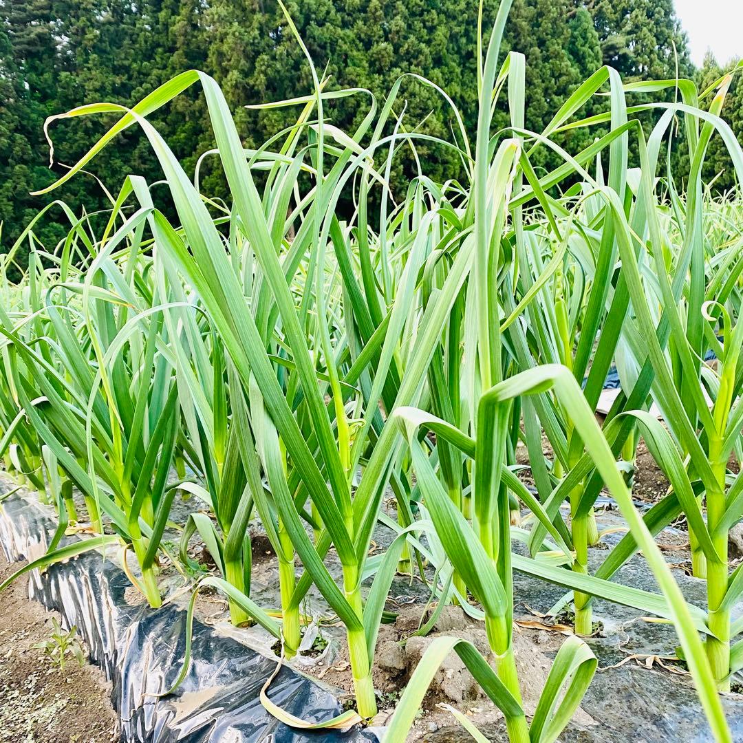 タネ にんにく 消毒済み Mサイズ 青森県産 福地ホワイト六片 種用ニンニク