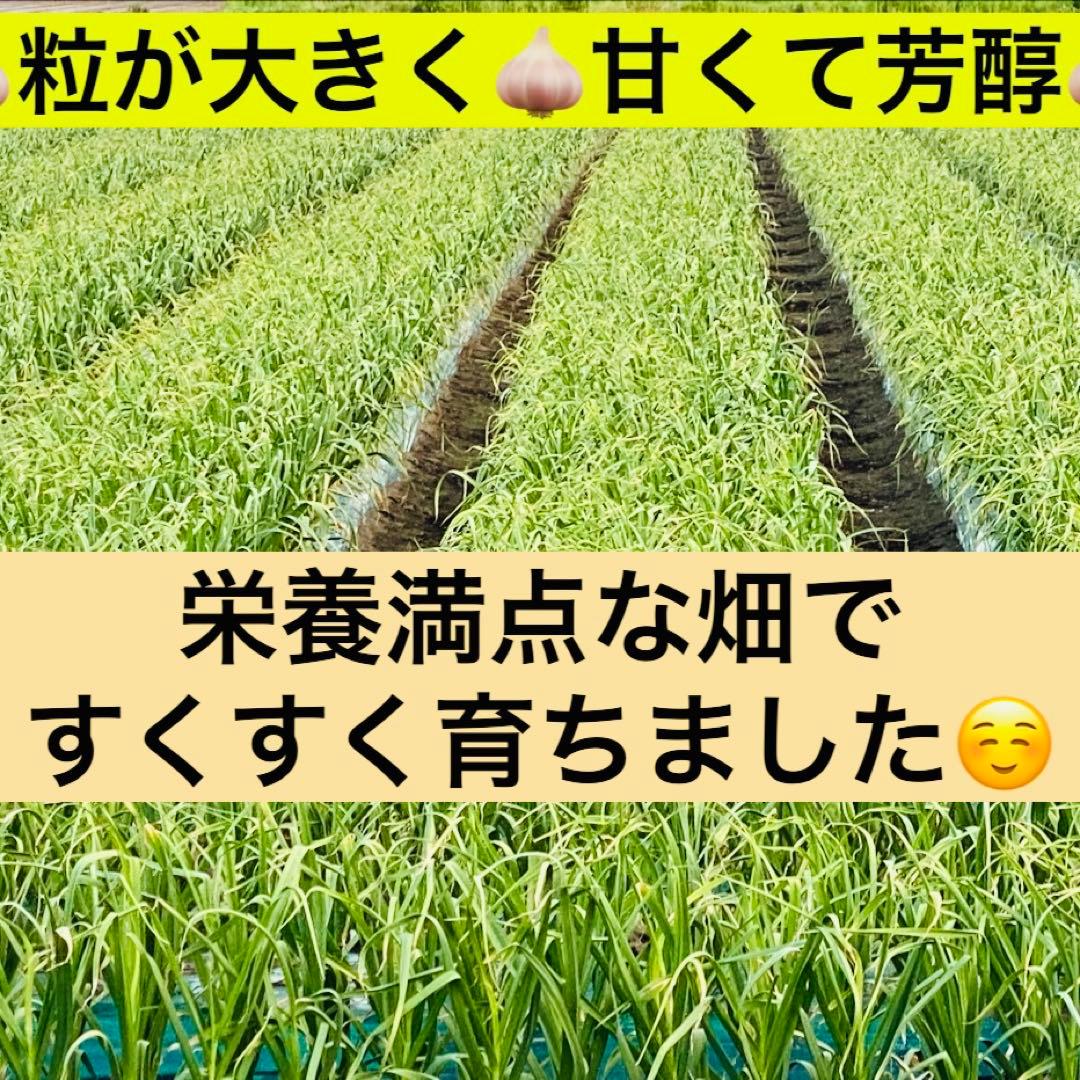 タネ にんにく 消毒済み Mサイズ 青森県産 福地ホワイト六片 種用ニンニク