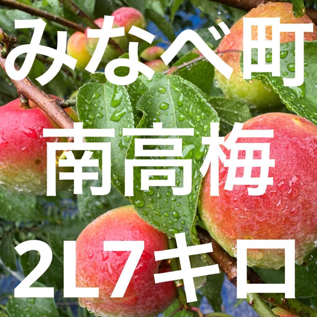 和歌山県みなべ町 南高梅 24時間以内収穫分2Lサイズ5キロ