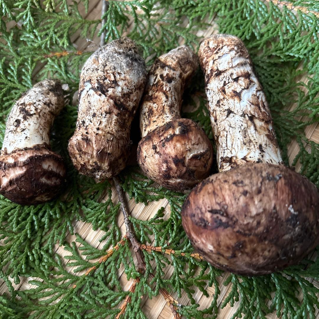 信州産‼️松茸 4本セット 160g 10/17朝採れ