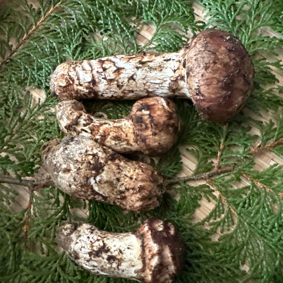 信州産‼️松茸 4本セット 160g 10/17朝採れ