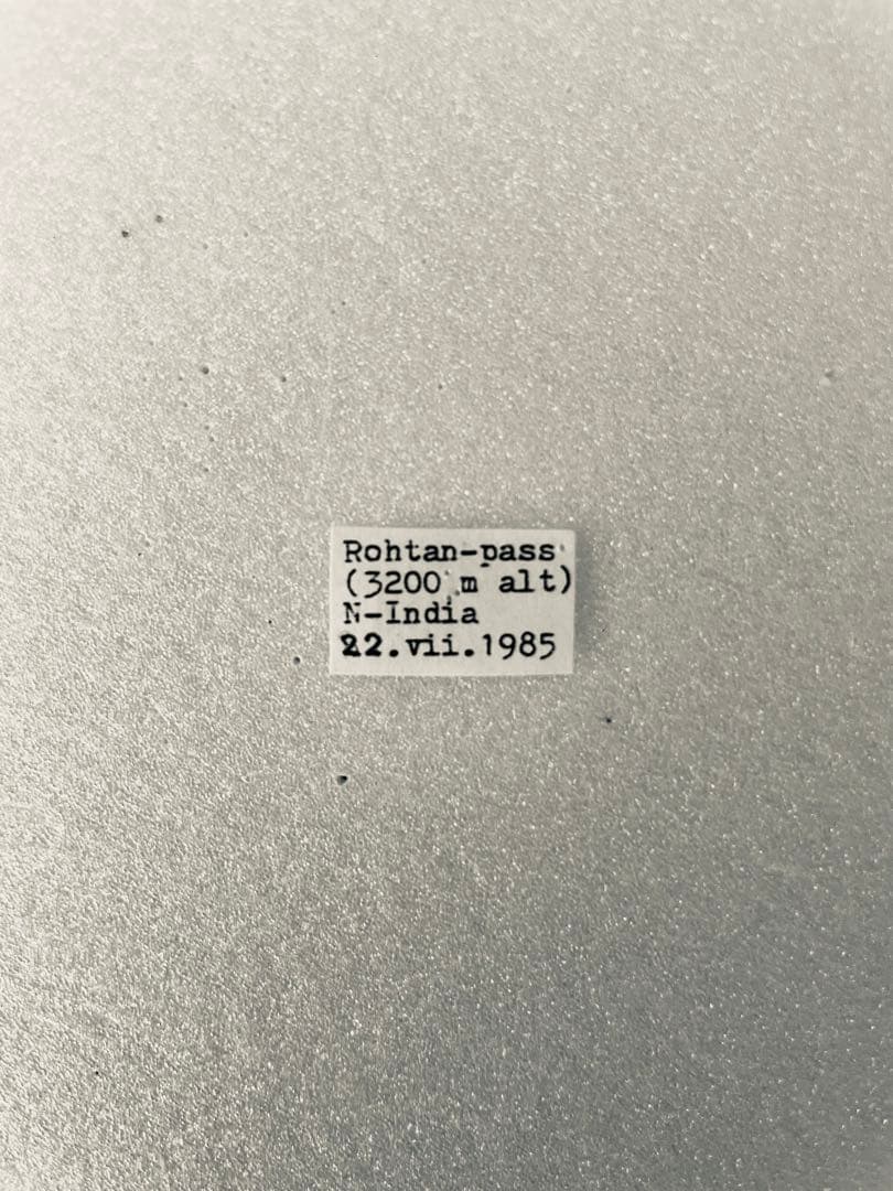 【40年前の標本】パルナシウス・ハードウィッキー（1オス、インド産）