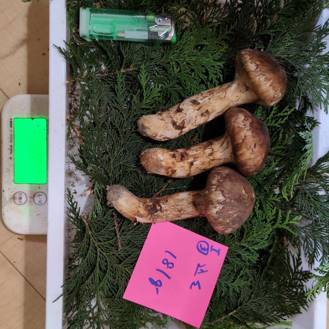 和歌山松茸　新鮮朝市　込み込み　181㌘