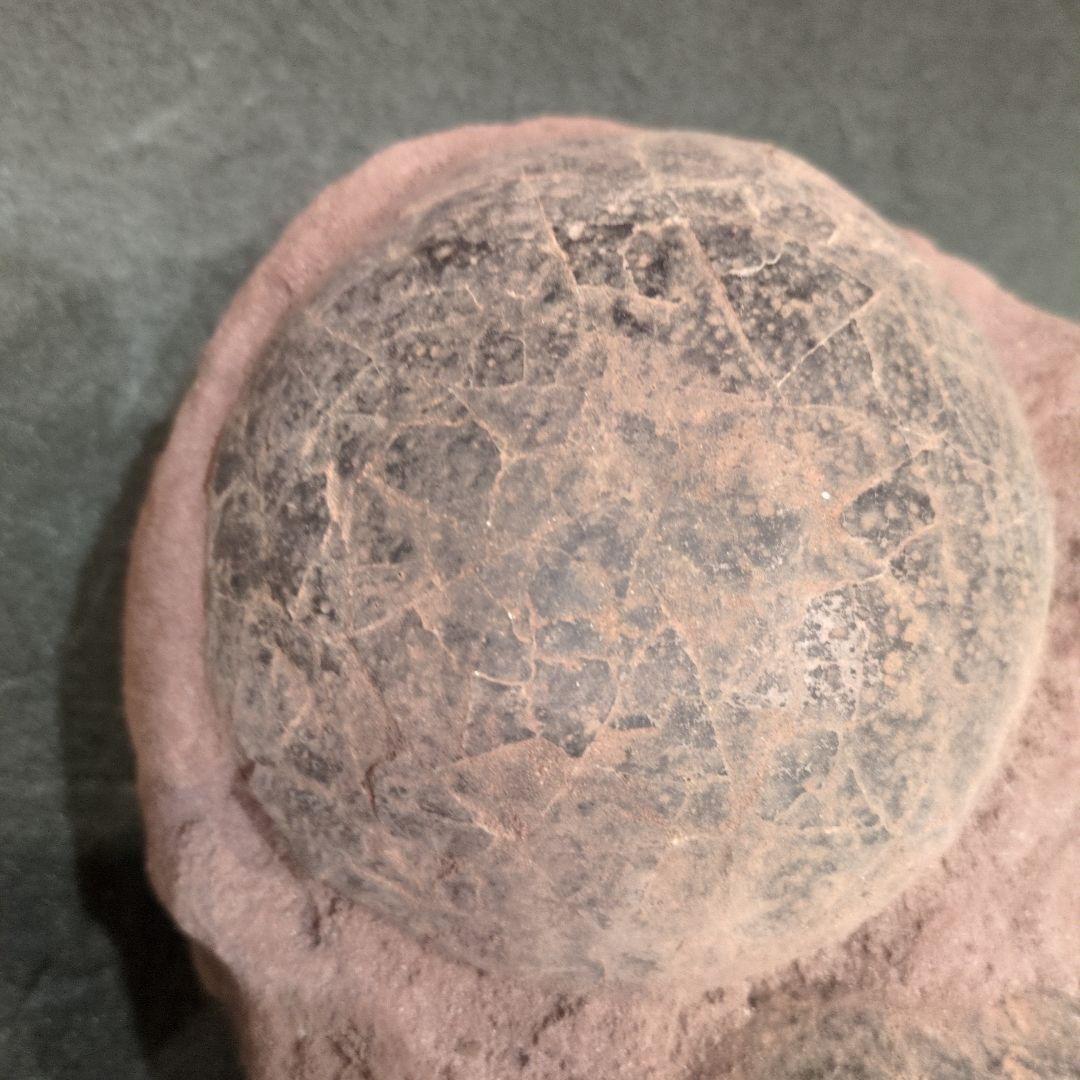 (貴重)　恐竜ハドロサウルスの卵化石（3個）　中国　補修あり