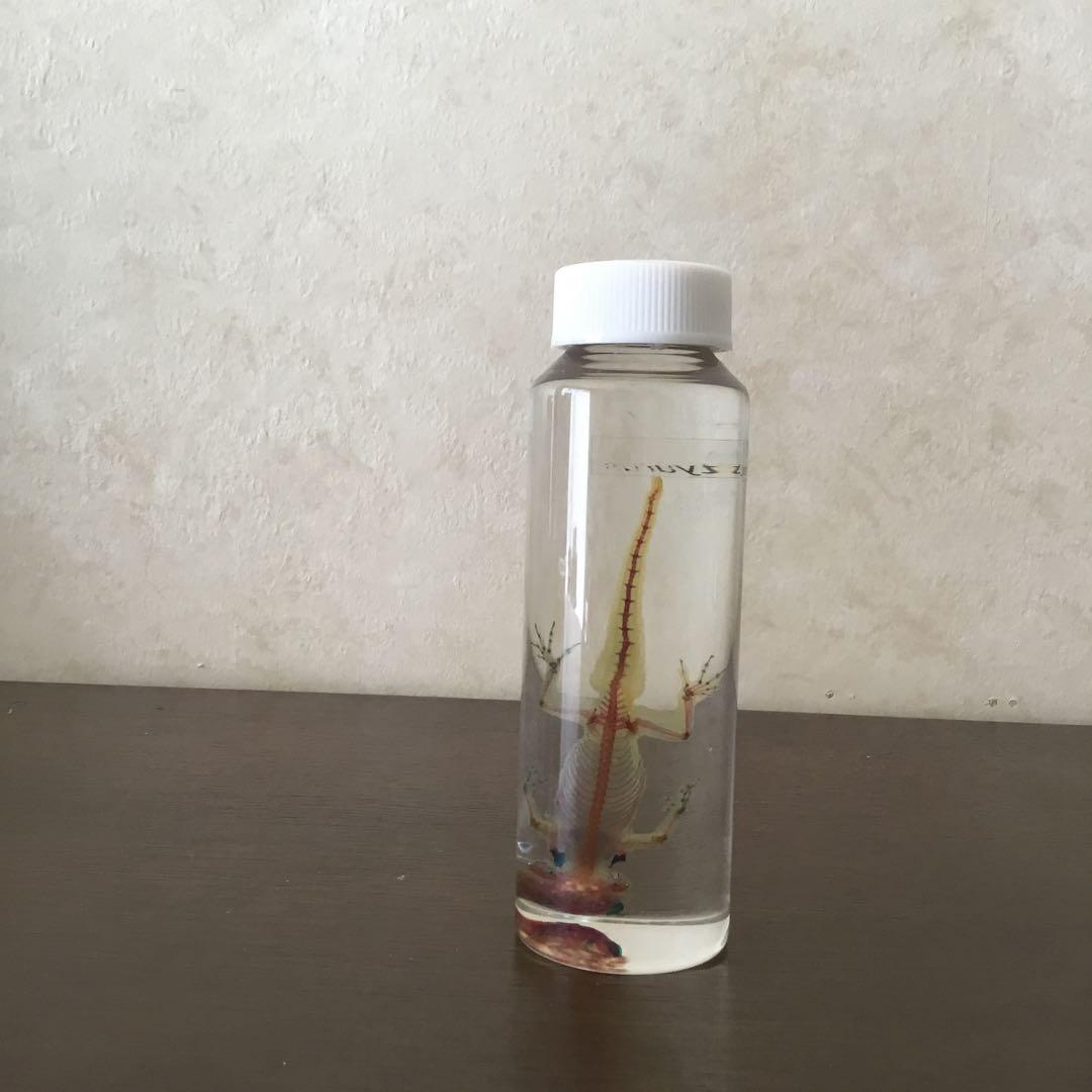 透明骨格標本　ヘラオヤモリ