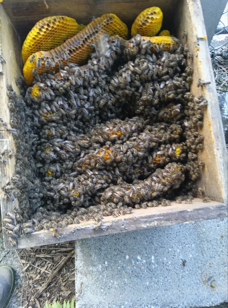 南国土佐の百花蜜　ニホンミツバチはちみつ　無添加　無加工　1170g✕2本