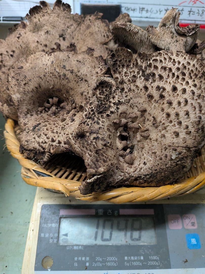 天然キノコ、香茸(コウタケ)1kg以上~