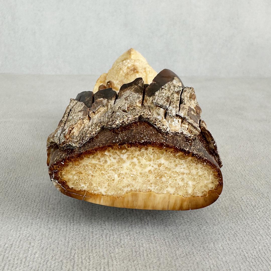 置根付　フクロウ 梟　セイウチ牙製　彫刻 　ミ10