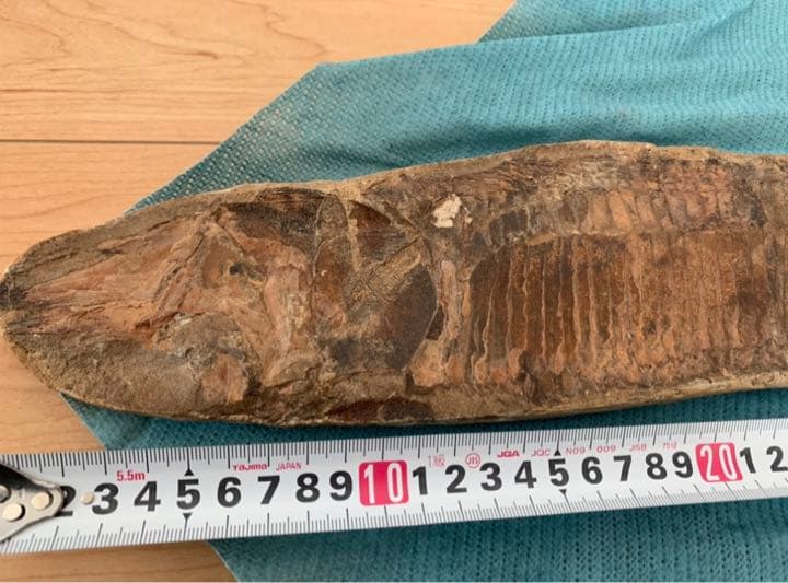 古代魚 化石 ① 白亜紀 1億3500万年〜1億6500万年前