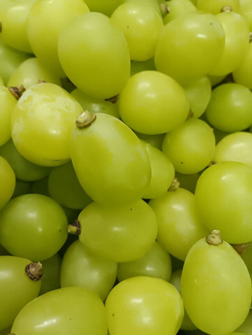 シャインマスカットの大粒グリーン多め入り、5キロ粒バック入りになります。