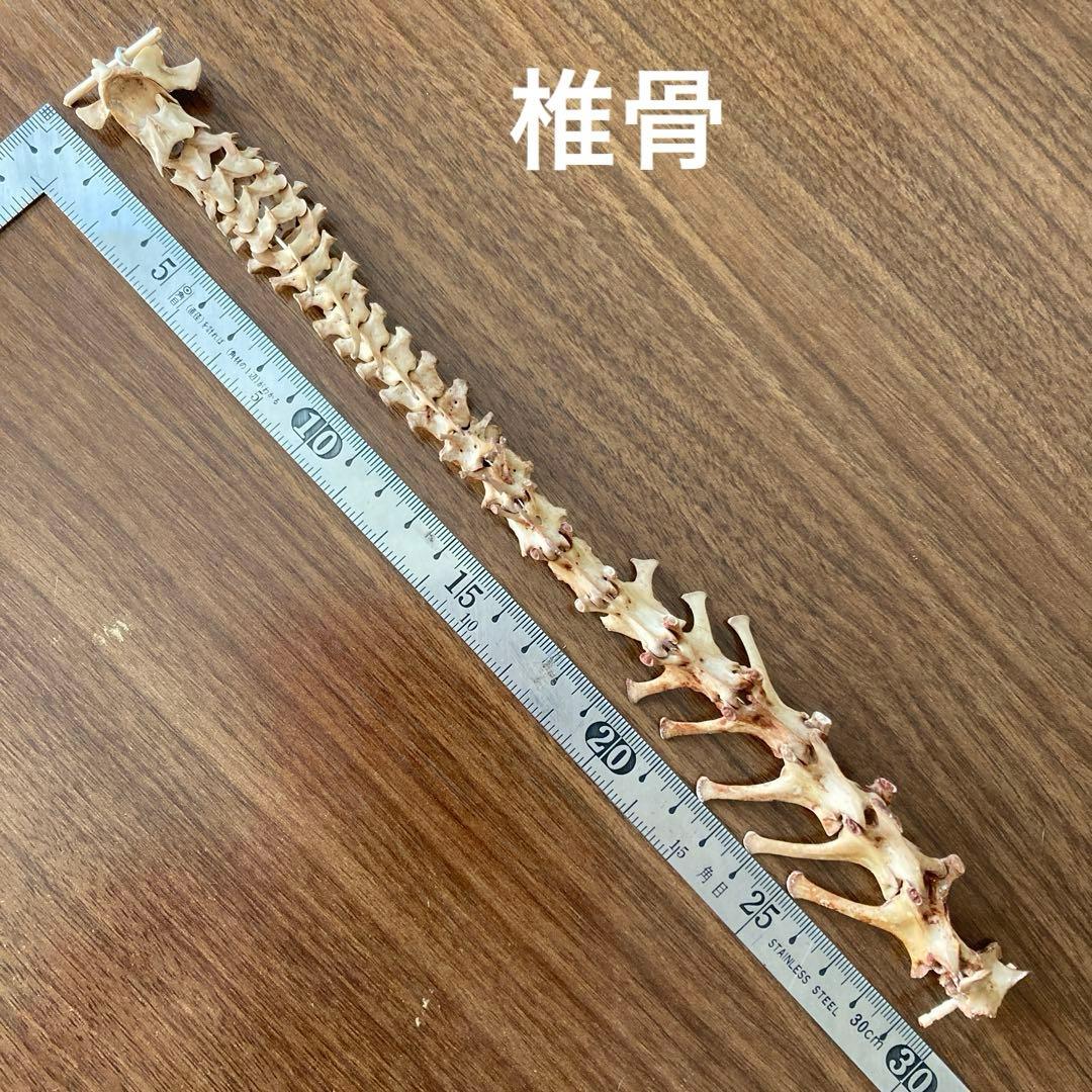 ノウサギの骨標本　頭骨標本