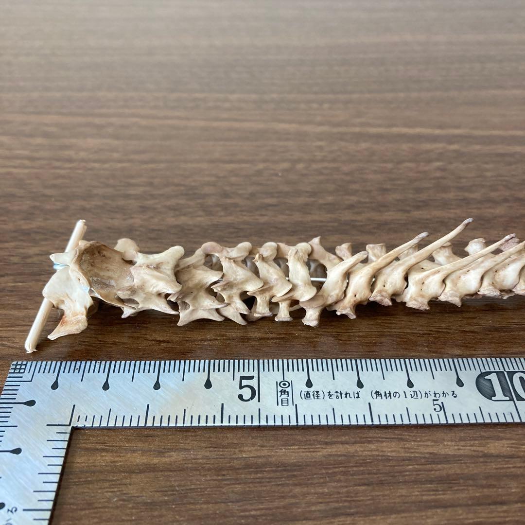 ノウサギの骨標本　頭骨標本