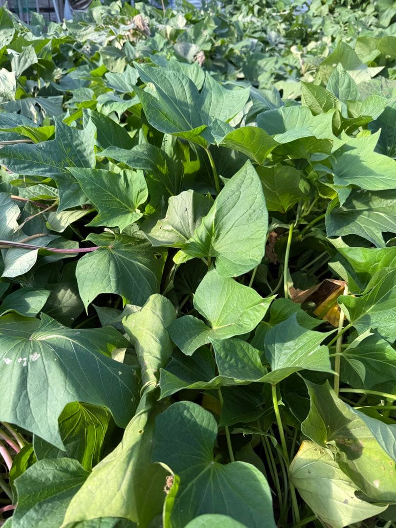 みっべーさま専用です⭐︎栗かぐやの焼き干し芋☆無選別3.5キロ♪