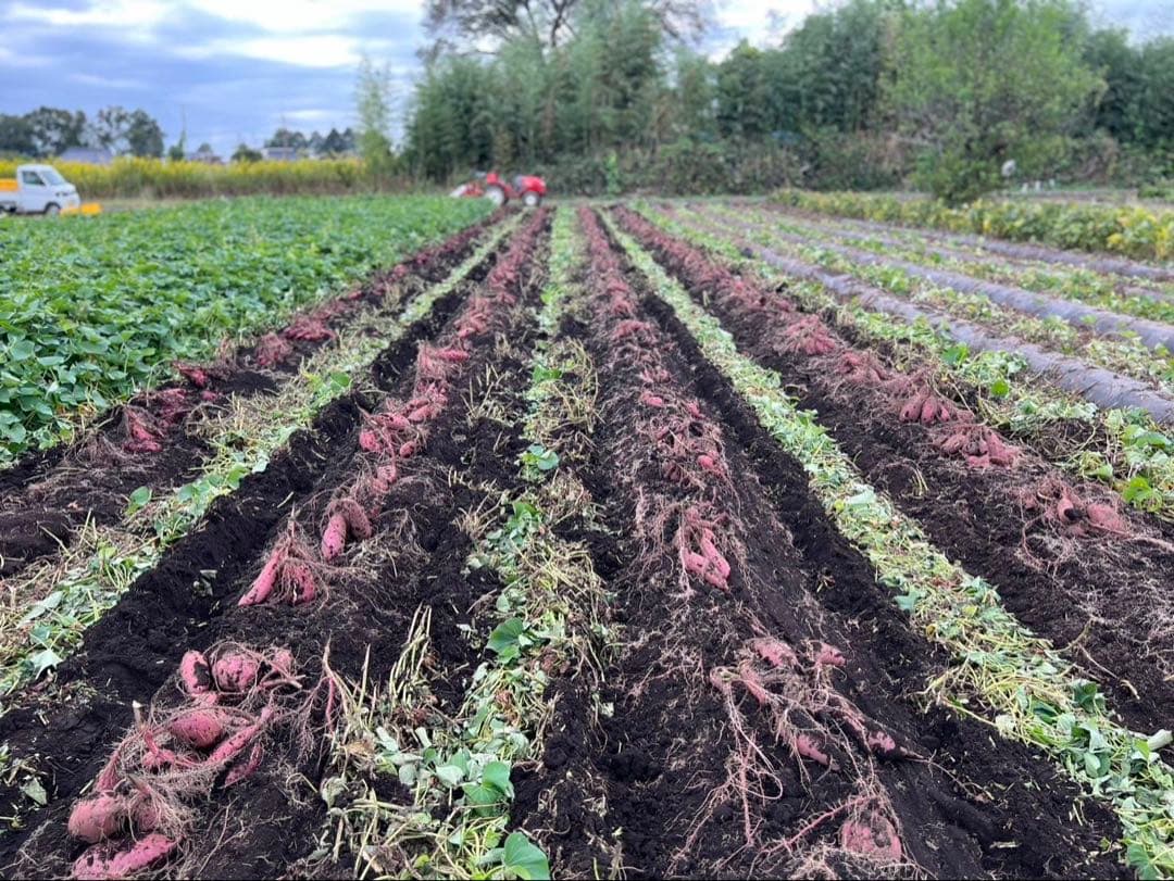 みっべーさま専用です⭐︎栗かぐやの焼き干し芋☆無選別3.5キロ♪