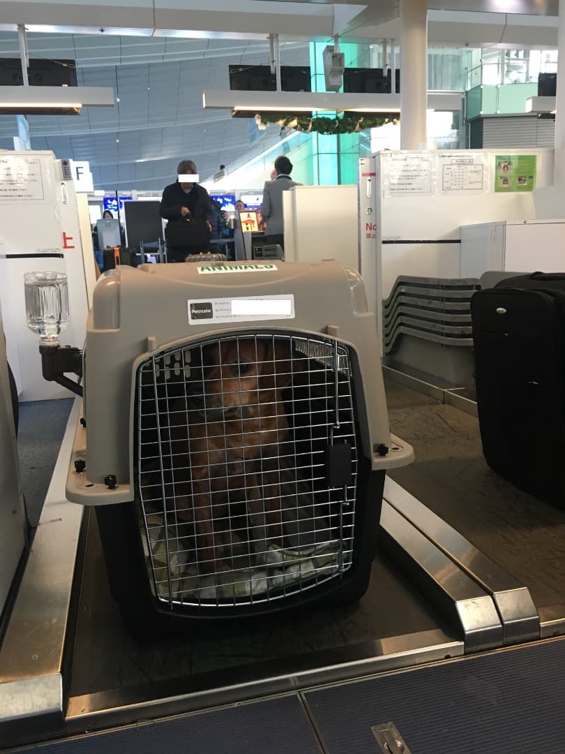 Petmate ウルトラバリケンネル300 MLサイズ