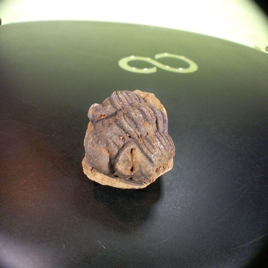 三葉虫　化石　ボリビア産　南アメリカ　trilobite　Bolivia三葉虫③