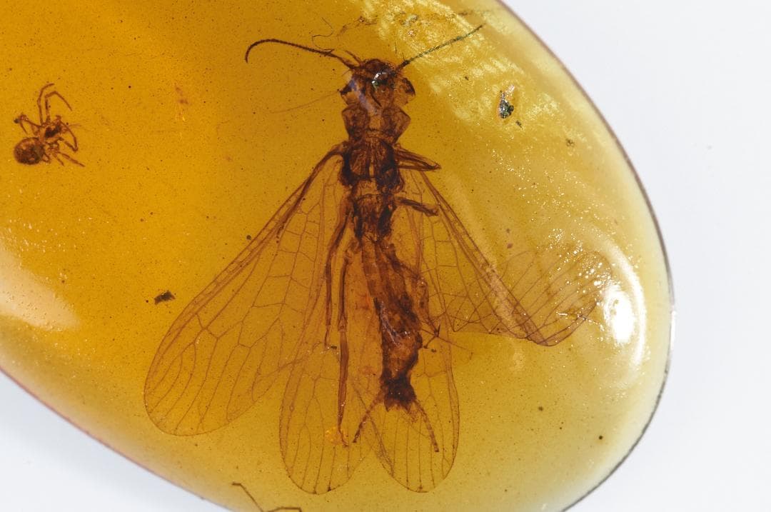 レア極上品PA0000虫入り琥珀化石　ミャンマーカムティかタナイ9900万年前