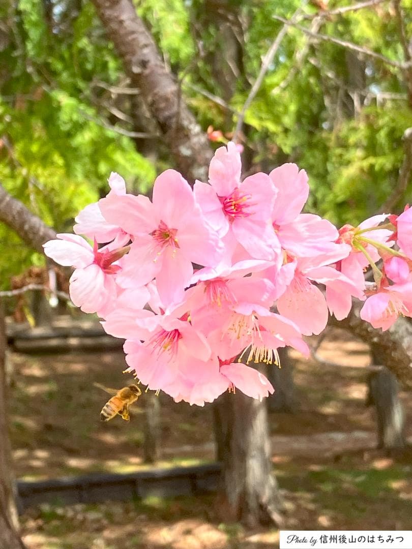【令7】百花蜜 1000g 2本 長野県産 国産蜂蜜 生はちみつ 西洋蜜蜂y