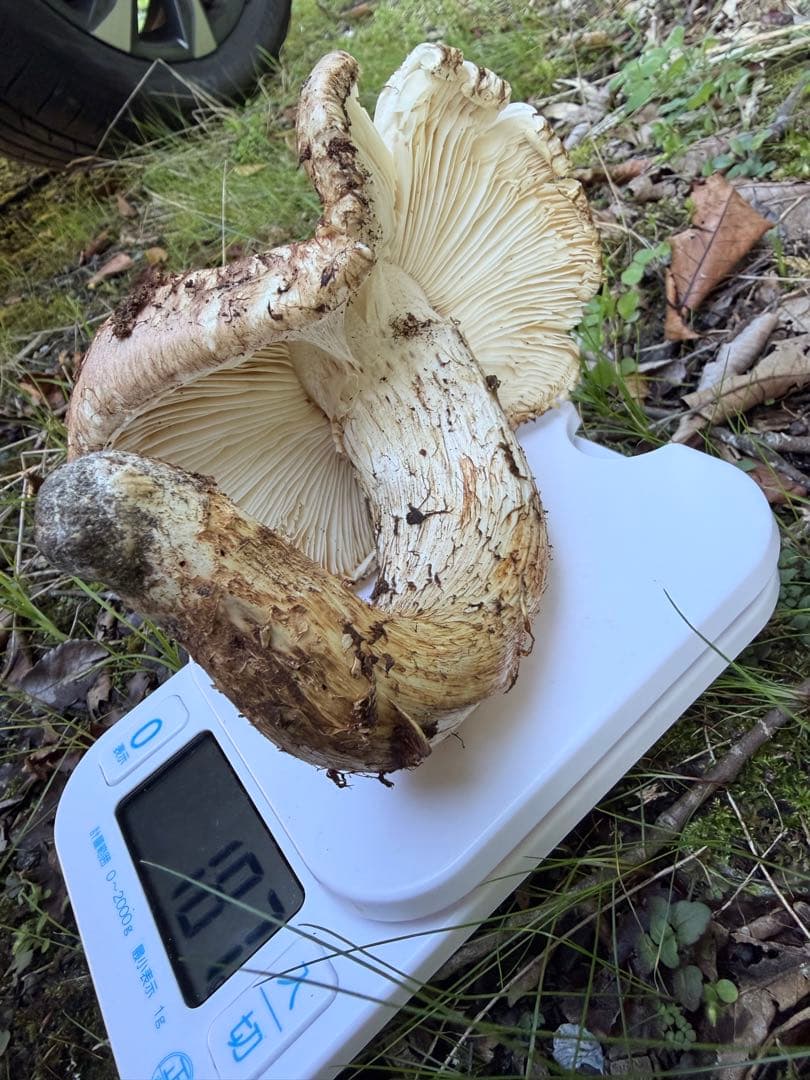 松茸　岡山県北産11/3朝採れ　松竹梅
