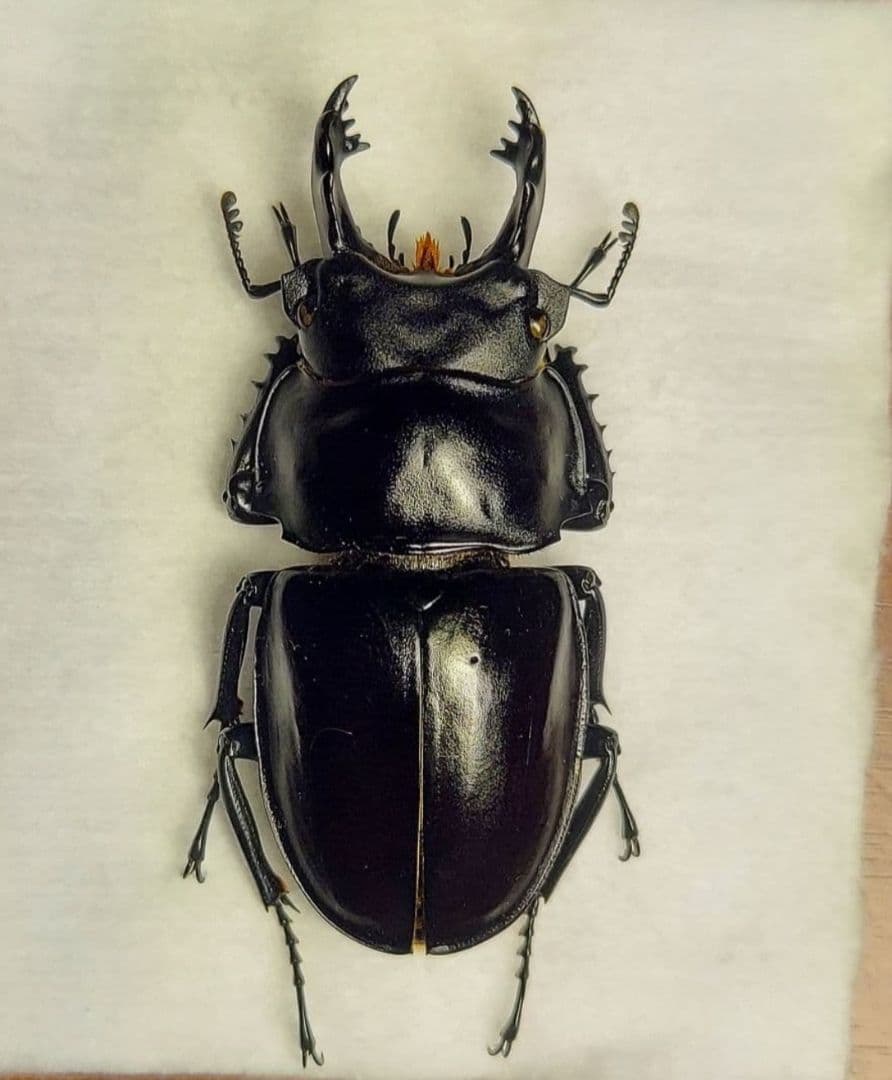 ヤエヤママルバネ　大歯2♂　WF1