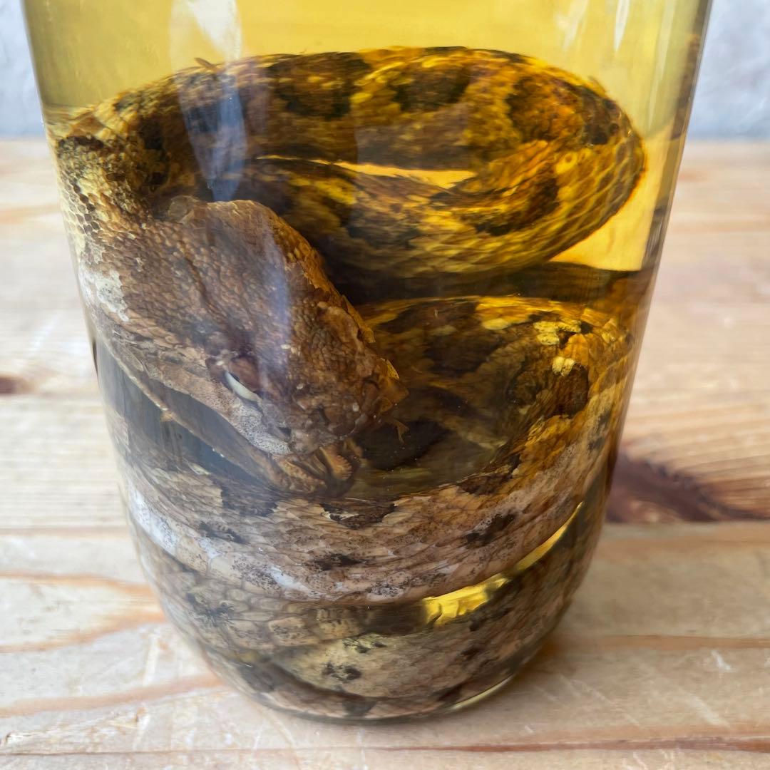 【終売品】ハブ入りハブ酒 限定品　南都酒造 800ml 35度