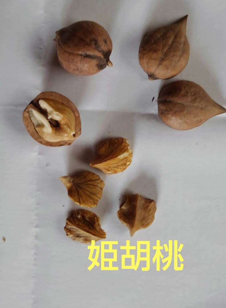 ねっこ 令和6年産殻付き胡桃 大粒鬼胡桃7Kg+姫胡桃5Kg