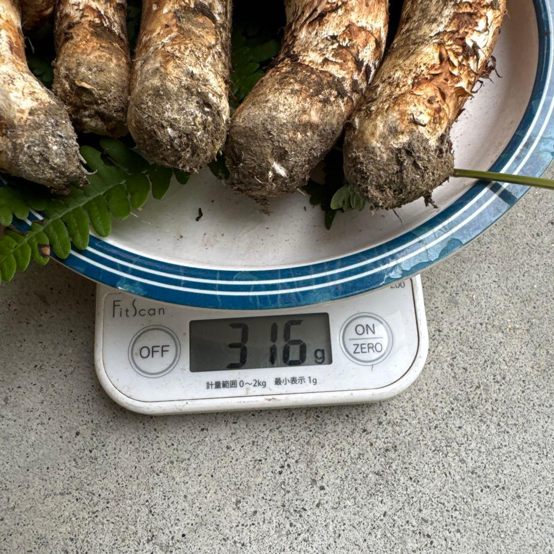 10/21朝採れ南信州産松茸310g極上