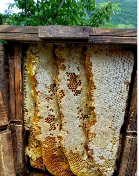 ☆日本ミツバチ　2年蜜　天然蜂 糖度約83度　正味550g×2個　兵庫県産