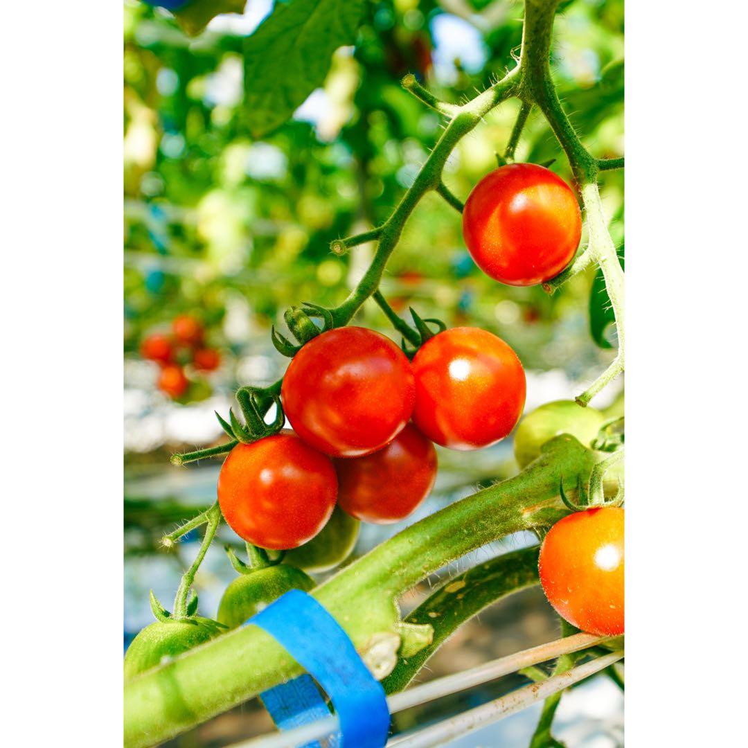 ミニトマト5kg 千果