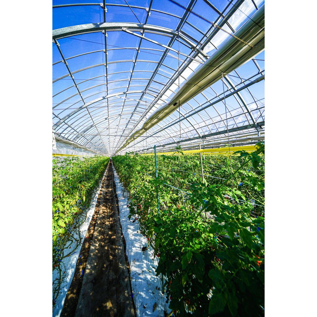 ミニトマト5kg 千果