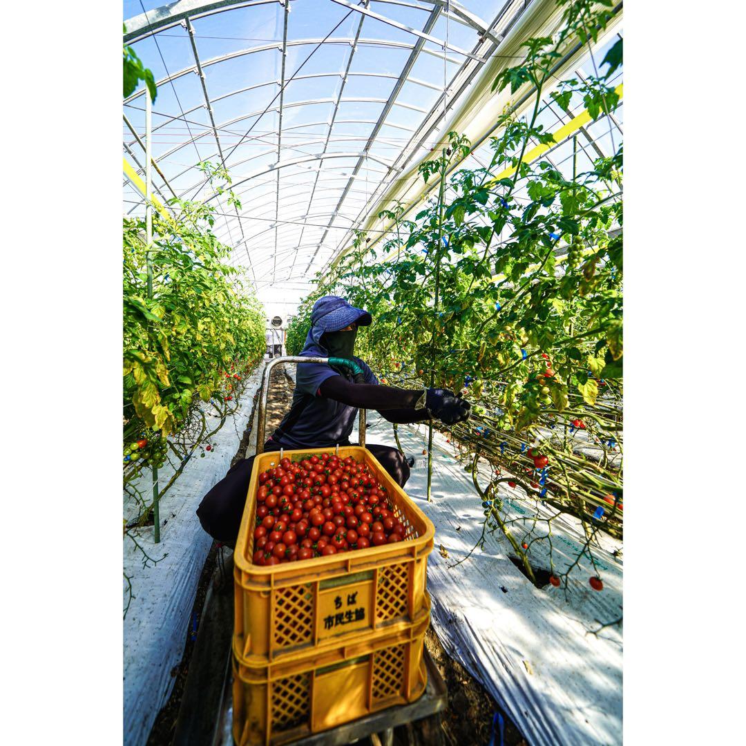 ミニトマト5kg 千果